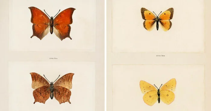 Over 10,000 Real Butterflies Are Captured To Create A Collection Of These Breathtaking 19th Century Vintage Illustrations