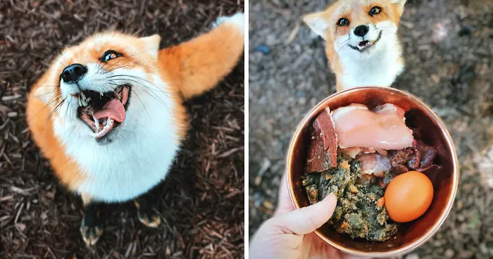 Here's What It's Like To Live With Juniper The World's Happiest Fox