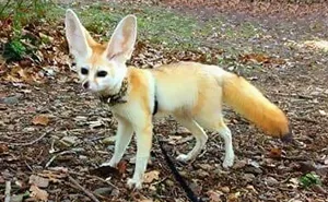 Vegan Woman Forced Her Fennec Fox To Go Vegan, And Here's What Happened