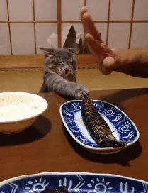 Quiere el pescado a toda costa