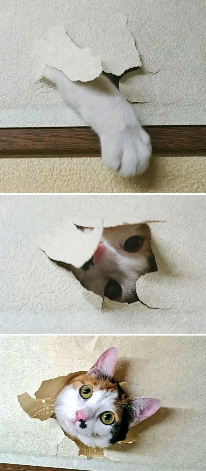 Oh, Hai There