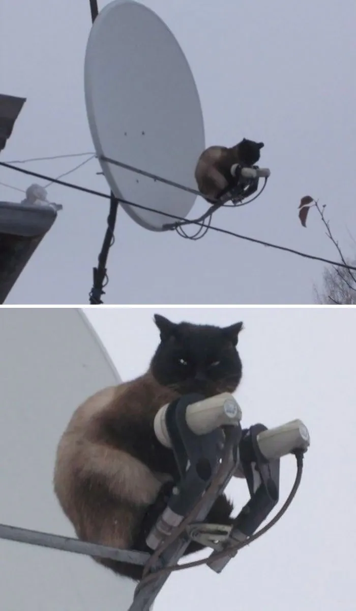 I've Altered Your Signal. Pray I Don't Alter It Any Further