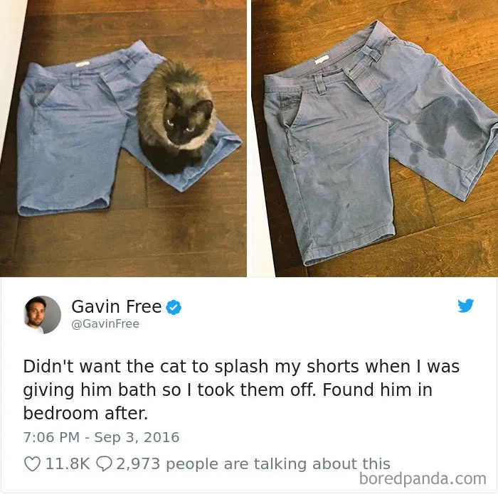 Cats Always Know