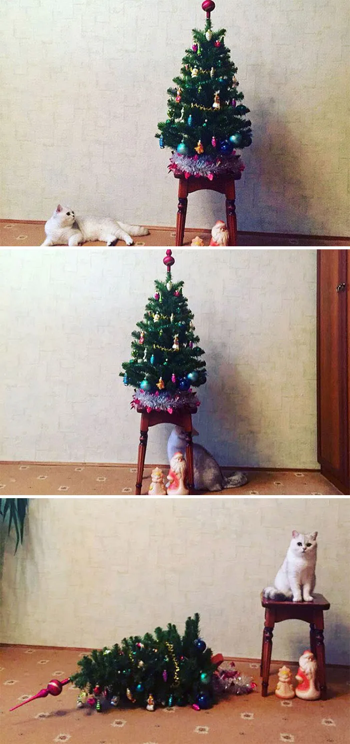 Life Of A Tree