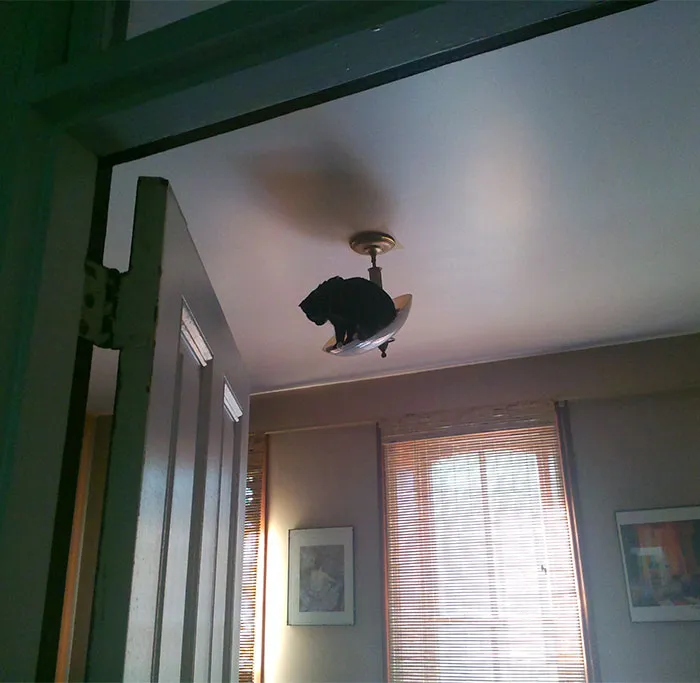 Over The Last Week Our Kitten Has Discovered She Can Climb Sh*t