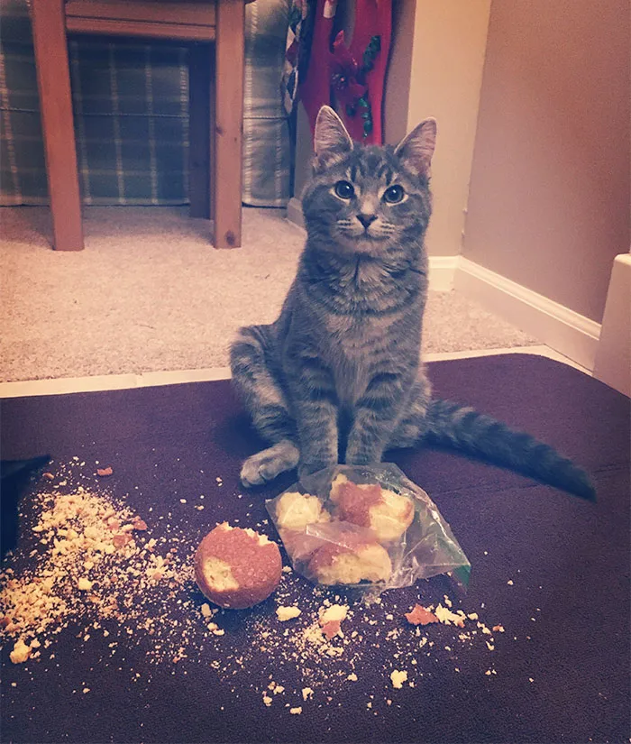 When Mom Turns Her Back And You Steal The Leftover Corn Muffins From Dinner