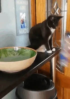 This Shelf Is PROTECTED