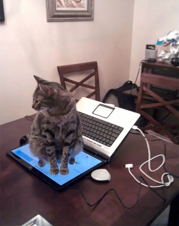 ¿Que no me siente en el teclado? Vale