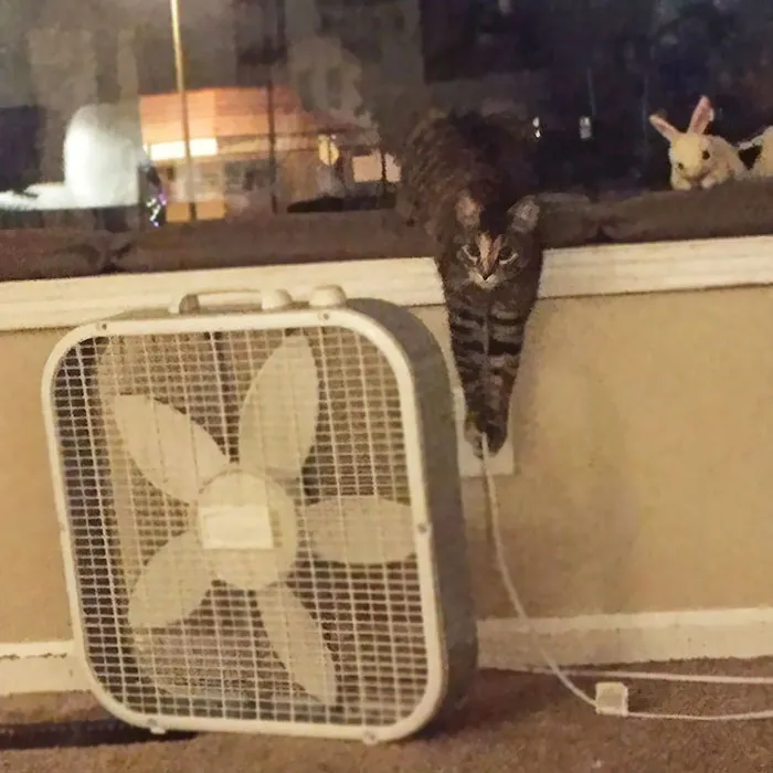 No hace más que desenchufar el ventilador