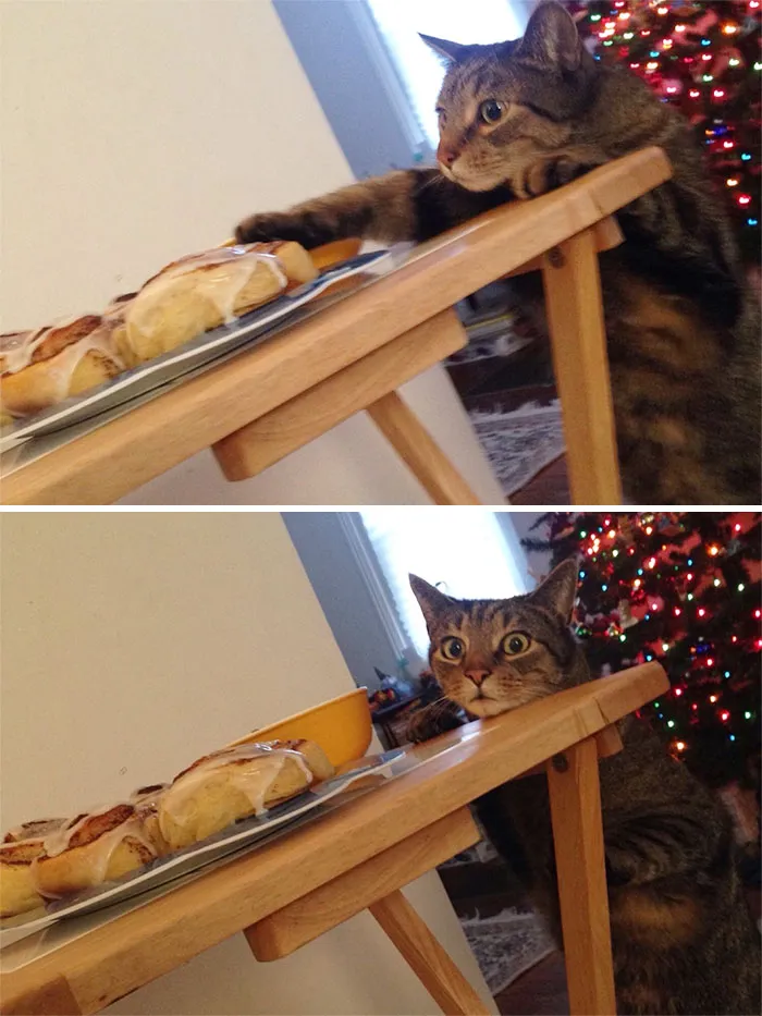 This Little Fella Being Caught Seconds After Being Told He Couldn't Have Any