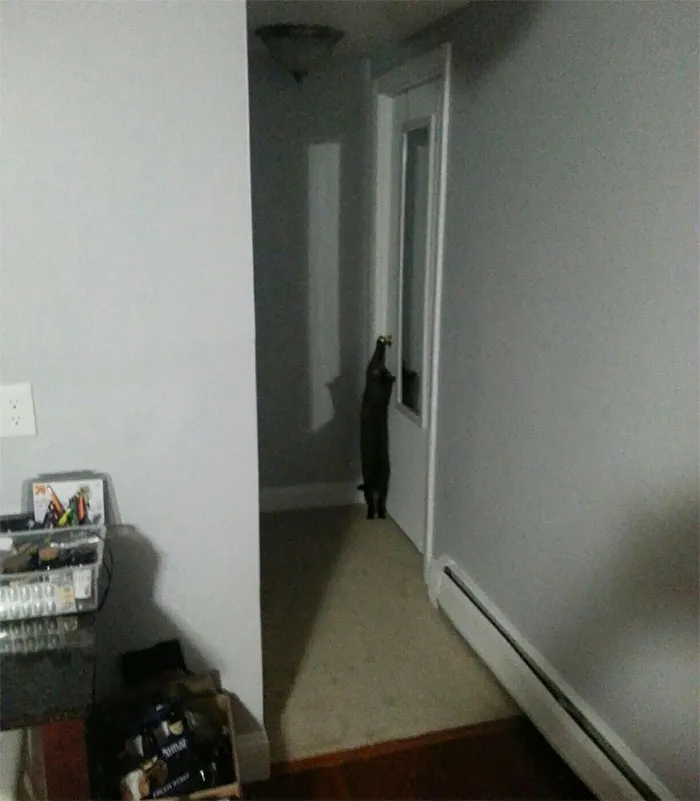 I Live Alone And The First Time My Cat Did This I Was Taking A Bath And Thought I Was About To Be Murdered
