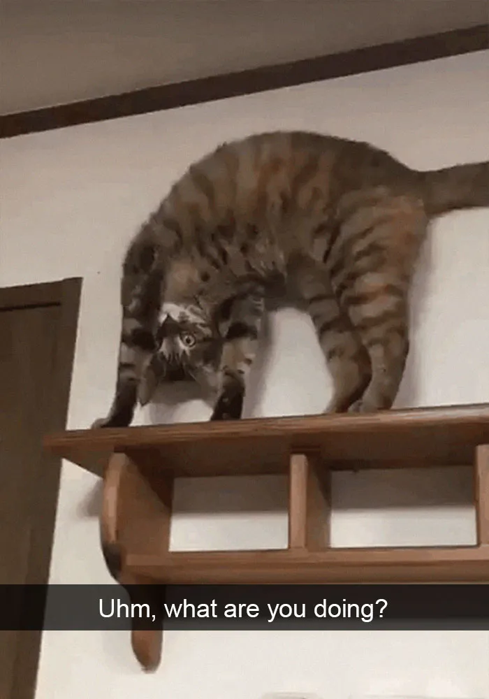 159 Hilarious Cat Snapchats That Will Leave You With The Biggest Smile (New Pics)