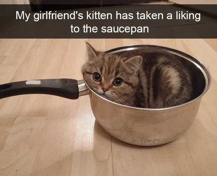 159 Hilarious Cat Snapchats That Will Leave You With The Biggest Smile (New Pics)