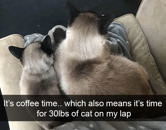 159 Hilarious Cat Snapchats That Will Leave You With The Biggest Smile (New Pics)