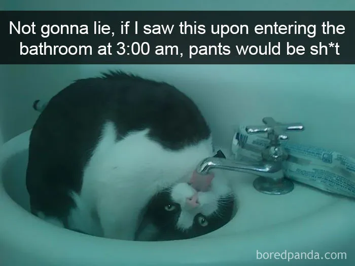 159 Hilarious Cat Snapchats That Will Leave You With The Biggest Smile (New Pics)
