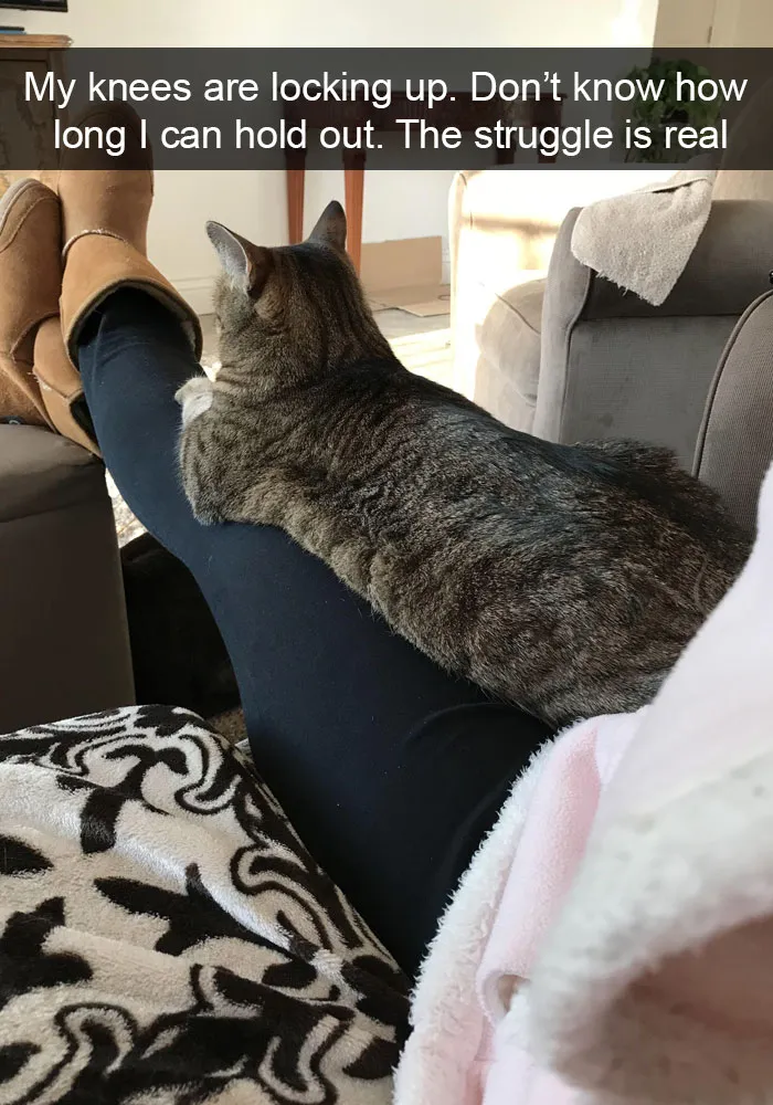 159 Hilarious Cat Snapchats That Will Leave You With The Biggest Smile (New Pics)