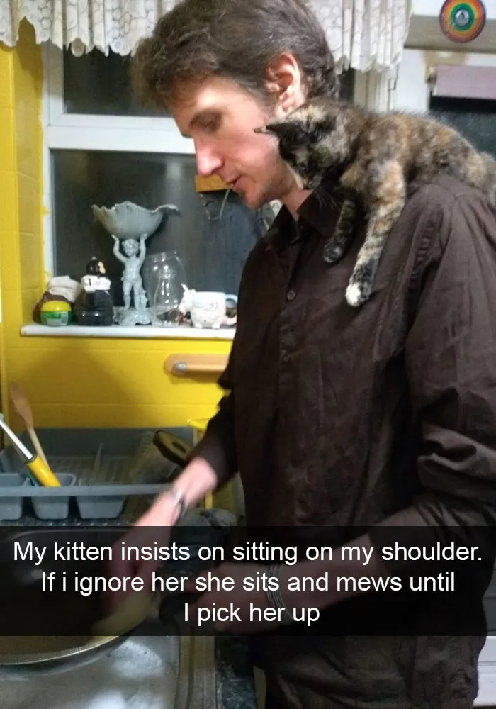 159 Hilarious Cat Snapchats That Will Leave You With The Biggest Smile (New Pics)