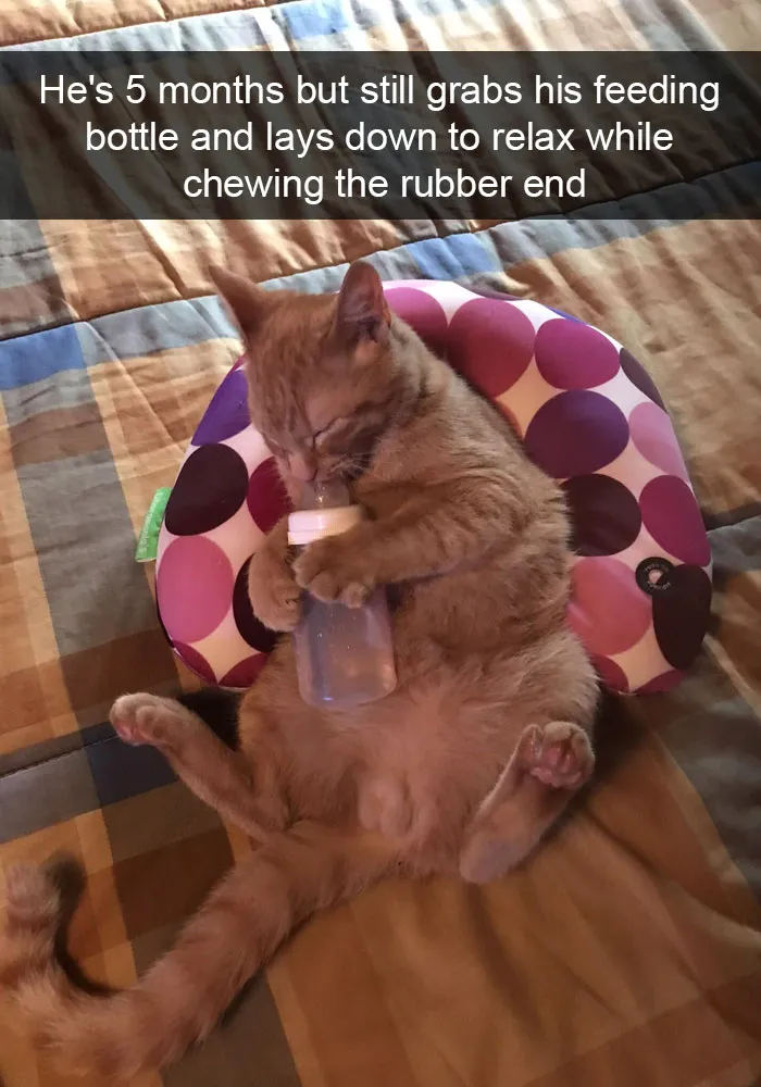 159 Hilarious Cat Snapchats That Will Leave You With The Biggest Smile (New Pics)