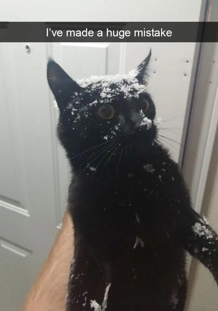 159 Hilarious Cat Snapchats That Will Leave You With The Biggest Smile (New Pics)
