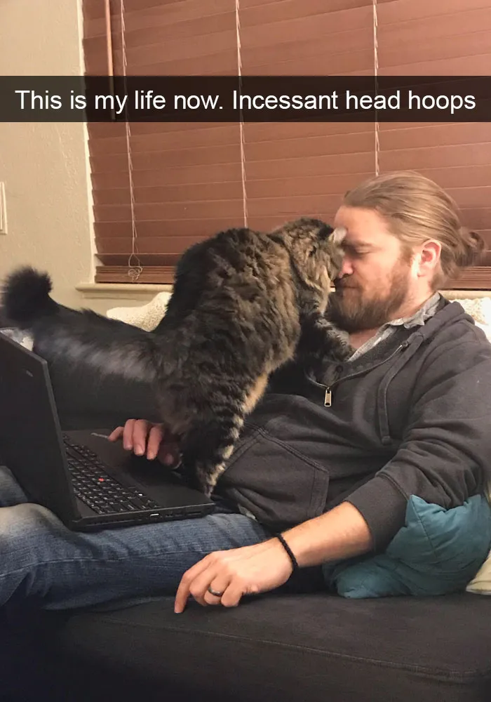 159 Hilarious Cat Snapchats That Will Leave You With The Biggest Smile (New Pics)