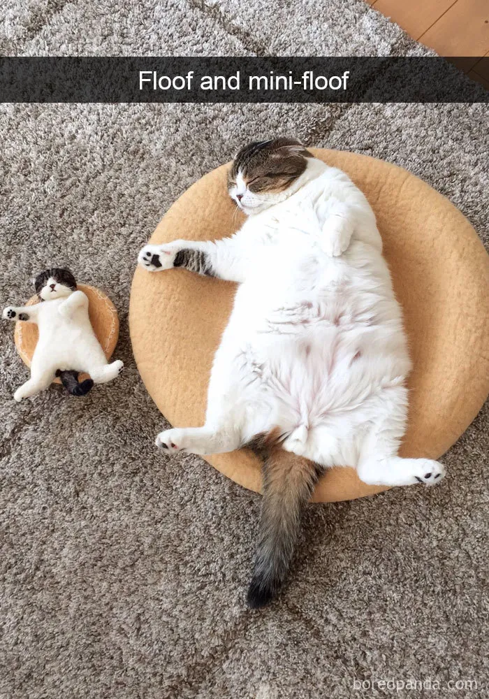 159 Hilarious Cat Snapchats That Will Leave You With The Biggest Smile (New Pics)