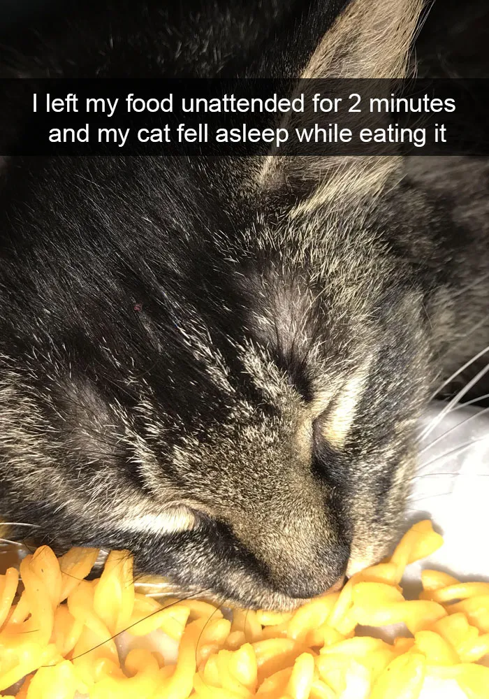 159 Hilarious Cat Snapchats That Will Leave You With The Biggest Smile (New Pics)