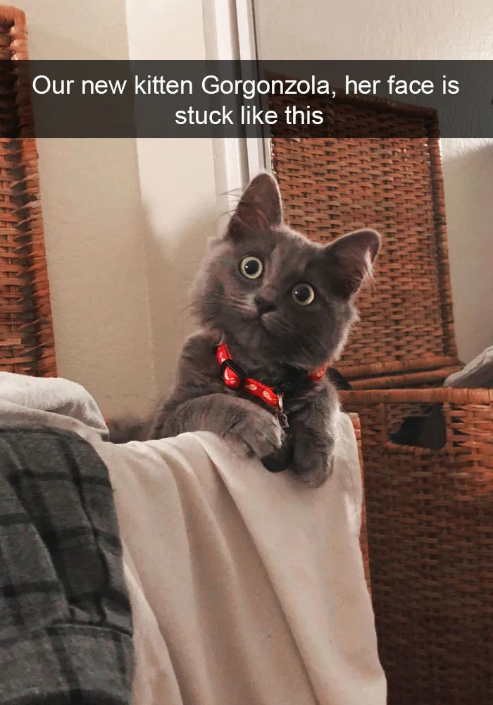 159 Hilarious Cat Snapchats That Will Leave You With The Biggest Smile (New Pics)