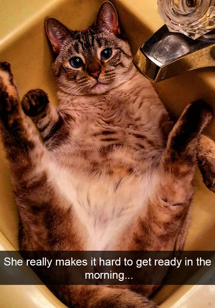 159 Hilarious Cat Snapchats That Will Leave You With The Biggest Smile (New Pics)