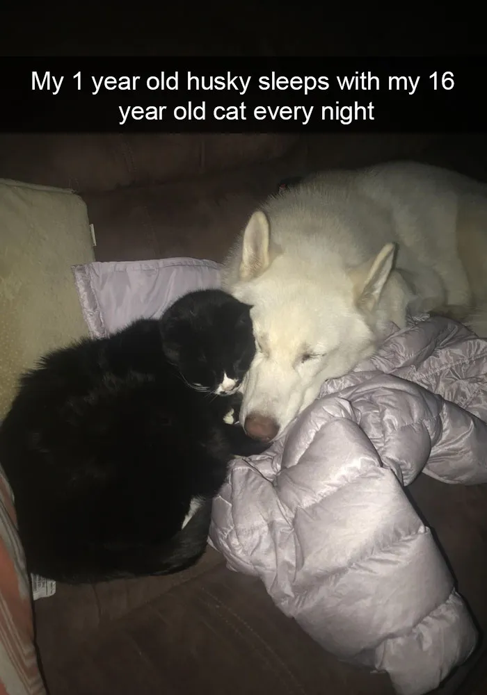 159 Hilarious Cat Snapchats That Will Leave You With The Biggest Smile (New Pics)