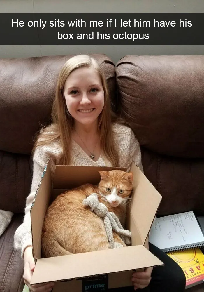 159 Hilarious Cat Snapchats That Will Leave You With The Biggest Smile (New Pics)
