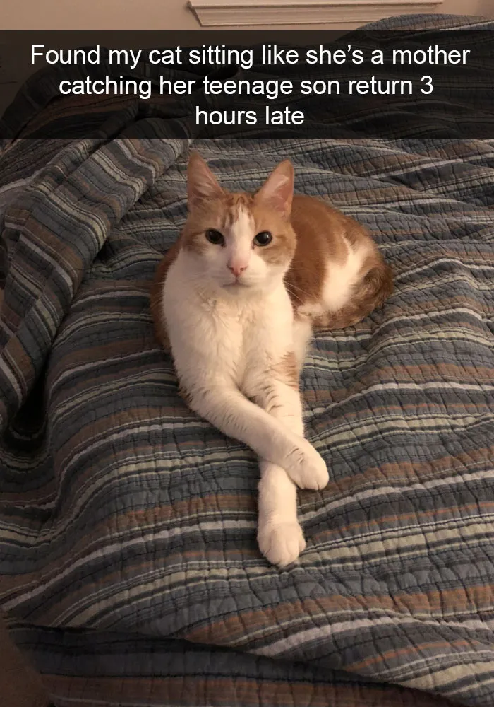 159 Hilarious Cat Snapchats That Will Leave You With The Biggest Smile (New Pics)