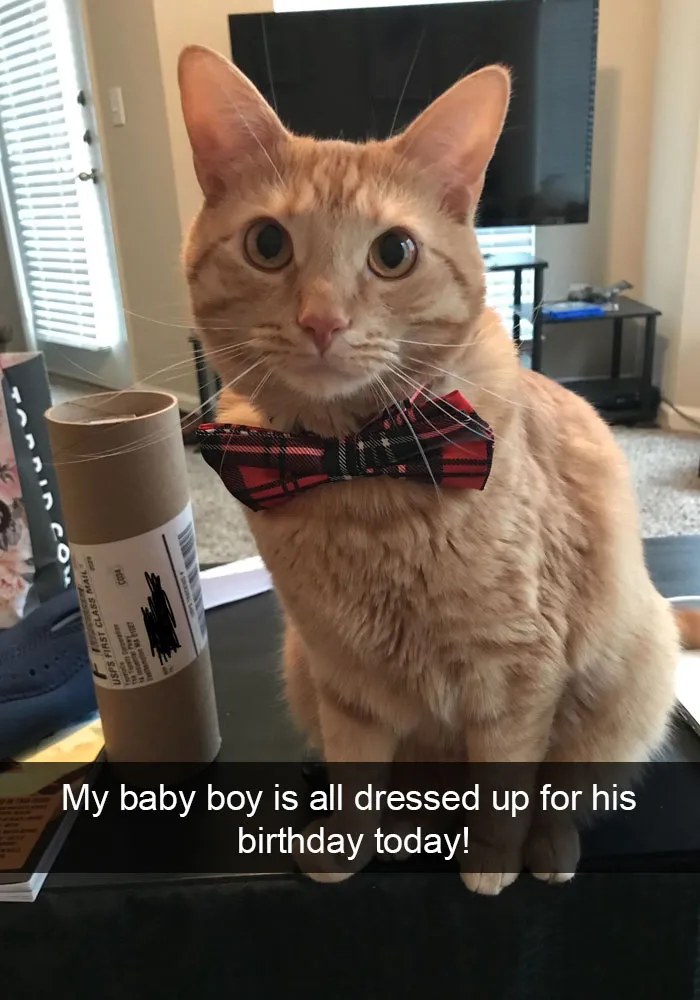 159 Hilarious Cat Snapchats That Will Leave You With The Biggest Smile (New Pics)