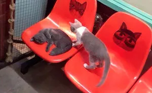 159 Hilarious Cat Snapchats That Will Leave You With The Biggest Smile (New Pics)