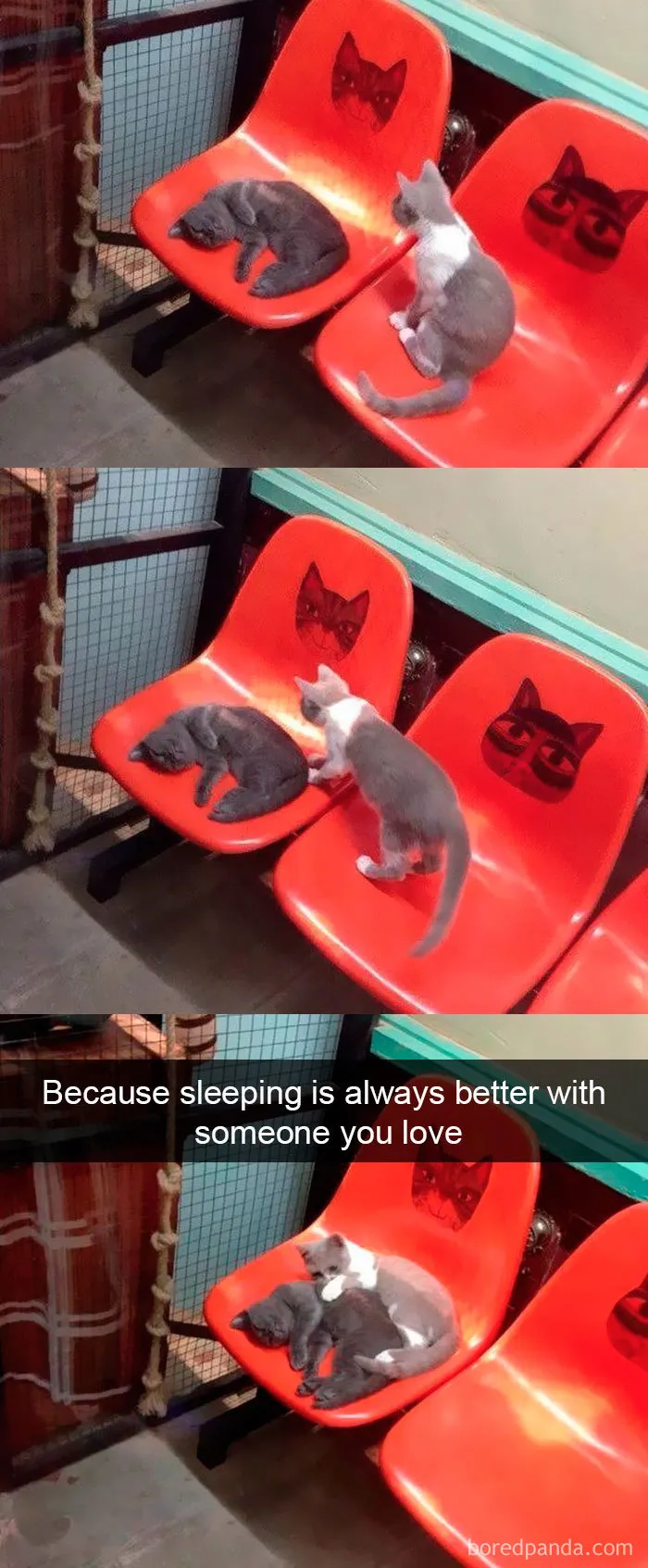 159 Hilarious Cat Snapchats That Will Leave You With The Biggest Smile (New Pics)