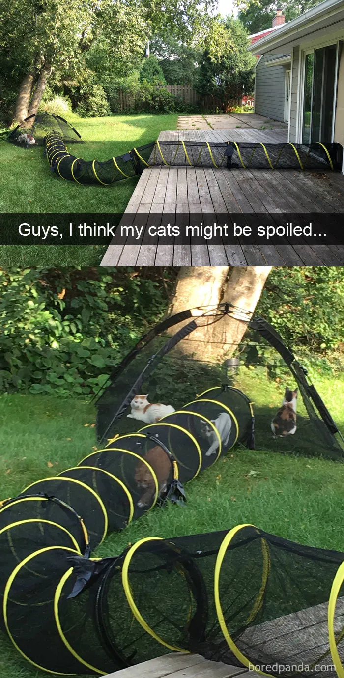 159 Hilarious Cat Snapchats That Will Leave You With The Biggest Smile (New Pics)