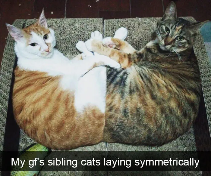 159 Hilarious Cat Snapchats That Will Leave You With The Biggest Smile (New Pics)
