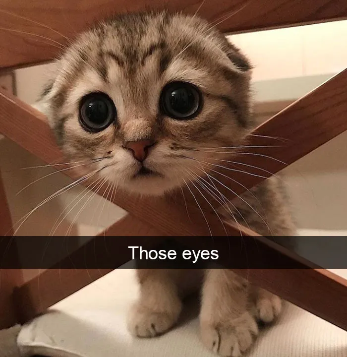 159 Hilarious Cat Snapchats That Will Leave You With The Biggest Smile (New Pics)