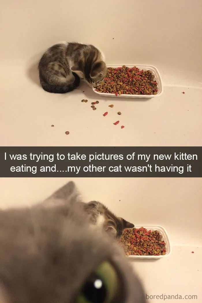 159 Hilarious Cat Snapchats That Will Leave You With The Biggest Smile (New Pics)
