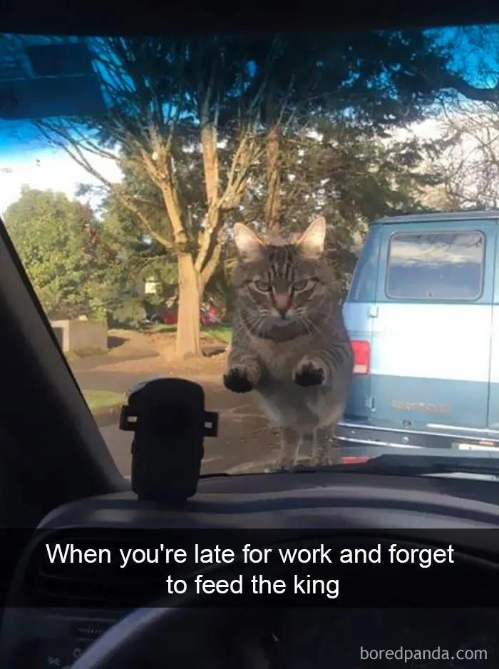 159 Hilarious Cat Snapchats That Will Leave You With The Biggest Smile (New Pics)