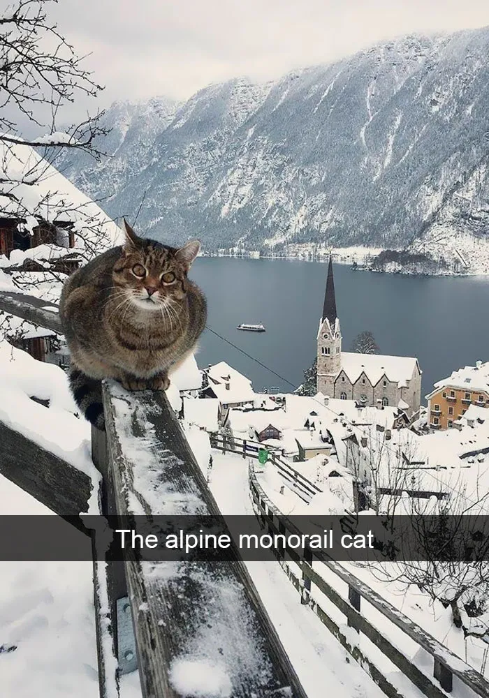 159 Hilarious Cat Snapchats That Will Leave You With The Biggest Smile (New Pics)