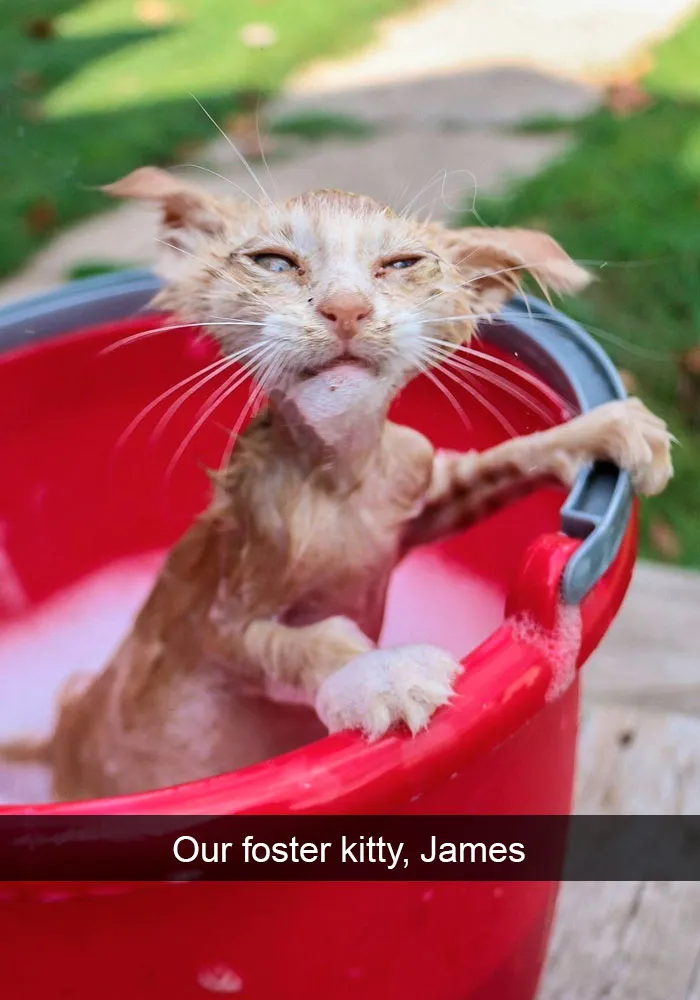 159 Hilarious Cat Snapchats That Will Leave You With The Biggest Smile (New Pics)