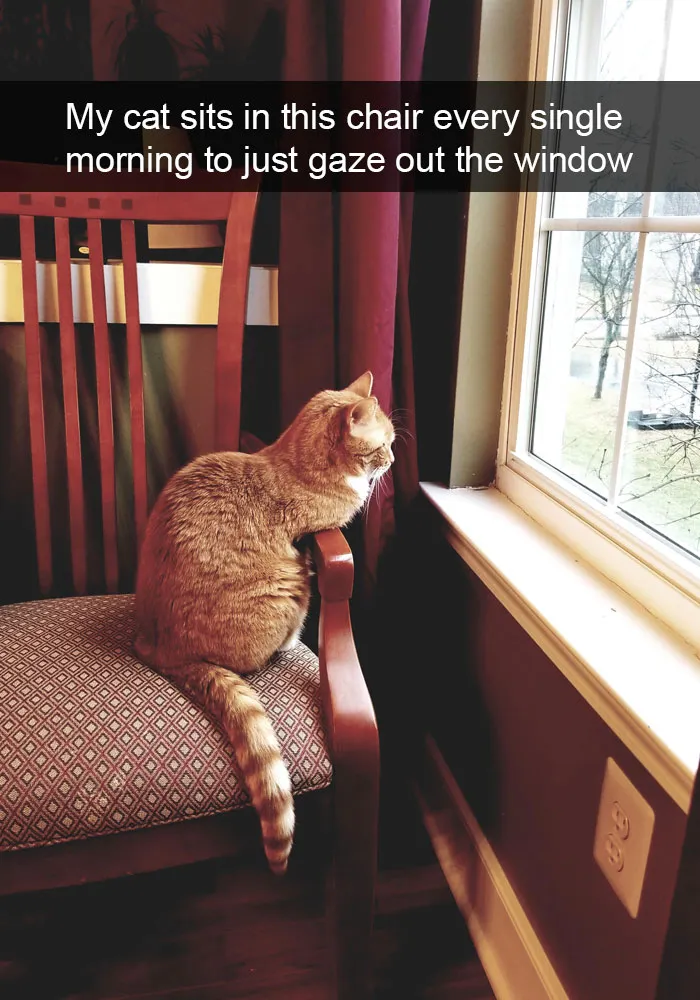 159 Hilarious Cat Snapchats That Will Leave You With The Biggest Smile (New Pics)