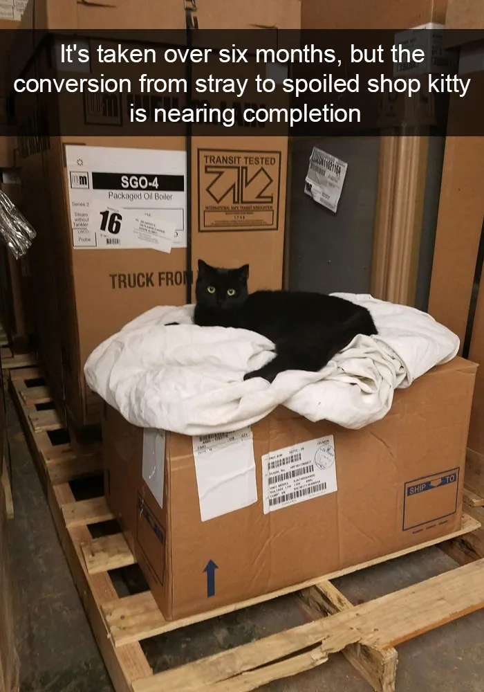159 Hilarious Cat Snapchats That Will Leave You With The Biggest Smile (New Pics)