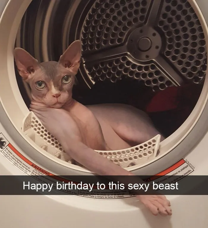 159 Hilarious Cat Snapchats That Will Leave You With The Biggest Smile (New Pics)