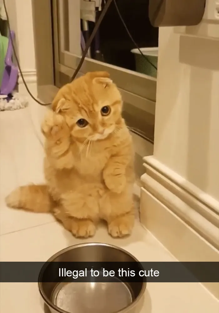 159 Hilarious Cat Snapchats That Will Leave You With The Biggest Smile (New Pics)