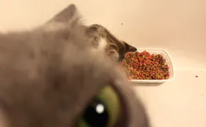 159 Hilarious Cat Snapchats That Will Leave You With The Biggest Smile (New Pics)