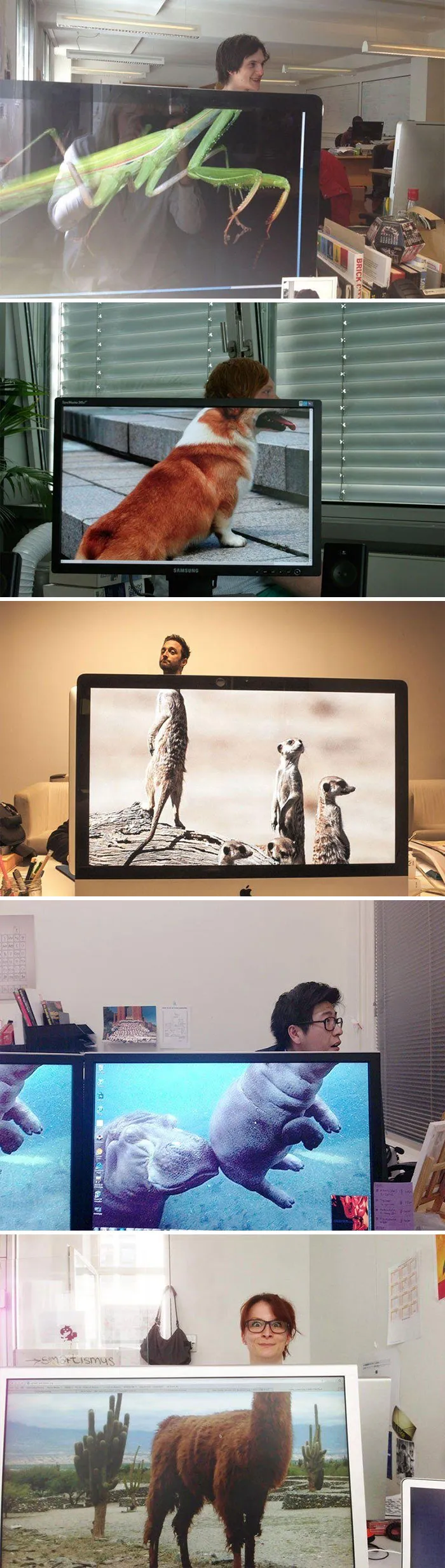 Fondos de pantalla de animales sin cabeza, pero...
