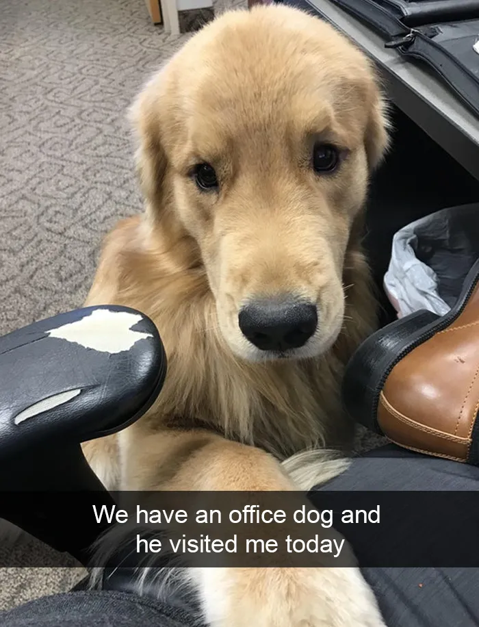 228 Funny And Cute Dog Snapchats That Will Make Your Day (New Pics)