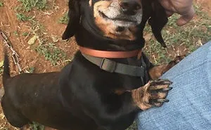 228 Funny And Cute Dog Snapchats That Will Make Your Day (New Pics)