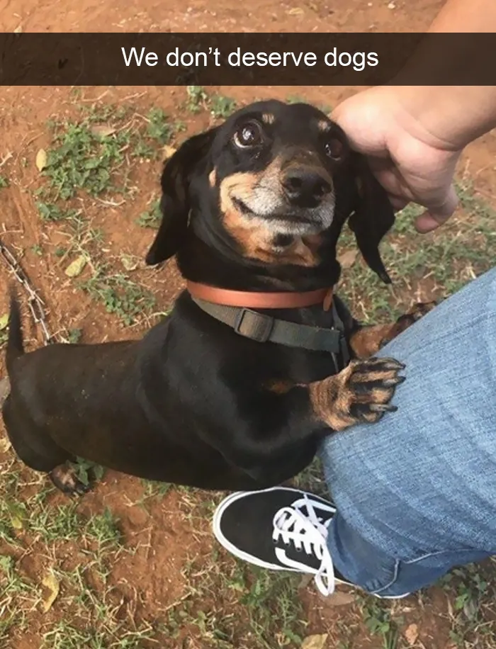 228 Funny And Cute Dog Snapchats That Will Make Your Day (New Pics)